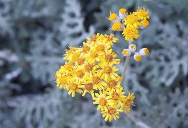 gümüş yaprak solucan otu