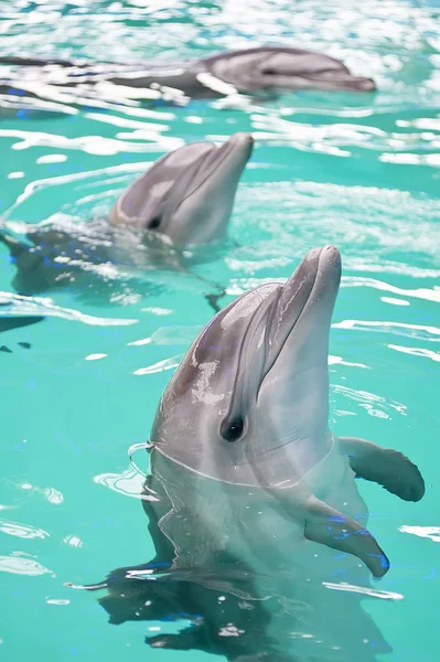 Dauphins — Photo