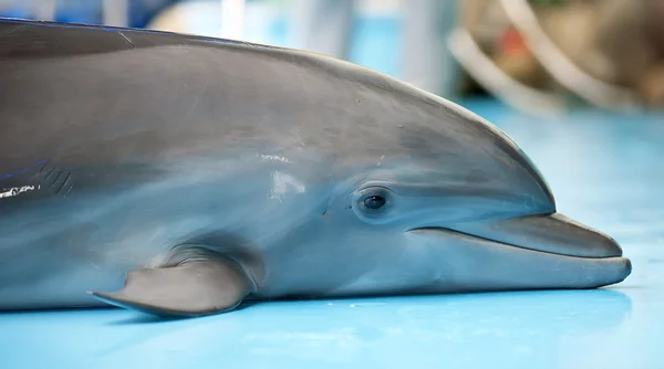 Πορτρέτο του μικρό δελφίνι — Φωτογραφία Αρχείου