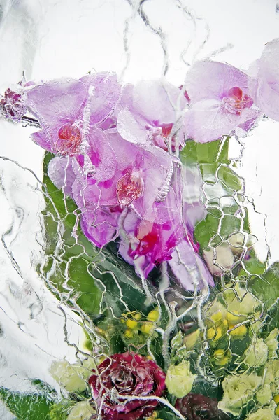 Frozen bouquet of orchid and rose — Stock Photo, Image