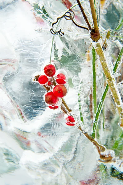 Frozen bouquet with red berries inside the ice block — Stock Photo, Image