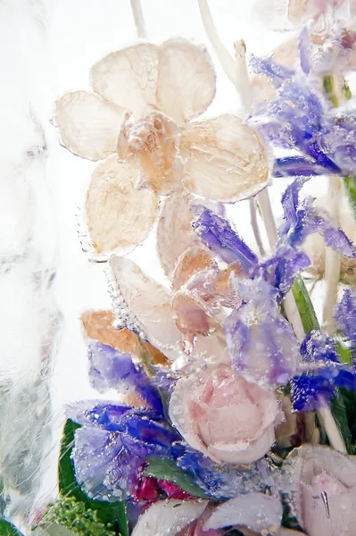 Frozen orchids 2 — Stock Photo, Image