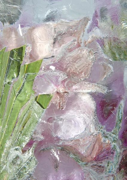 Frozen pastel pink flowers 2 — Stock Photo, Image