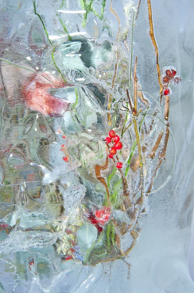 Frozen bouquet with berries — Stock Photo, Image