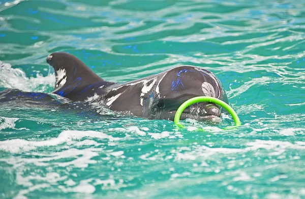 海豚有绿色的一环 — 图库照片