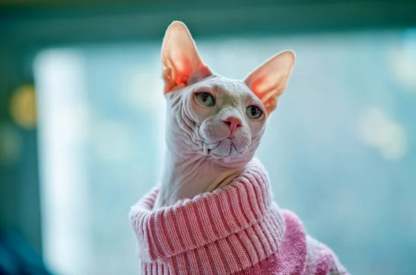 Sphynx kot w różowy sweter — Zdjęcie stockowe