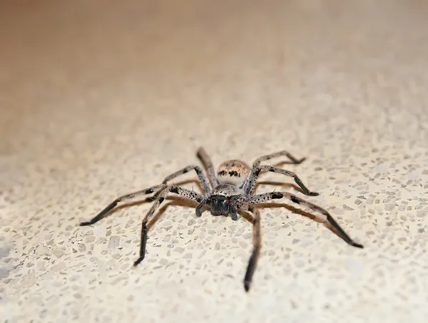 Spider on the floor — Stock Photo, Image