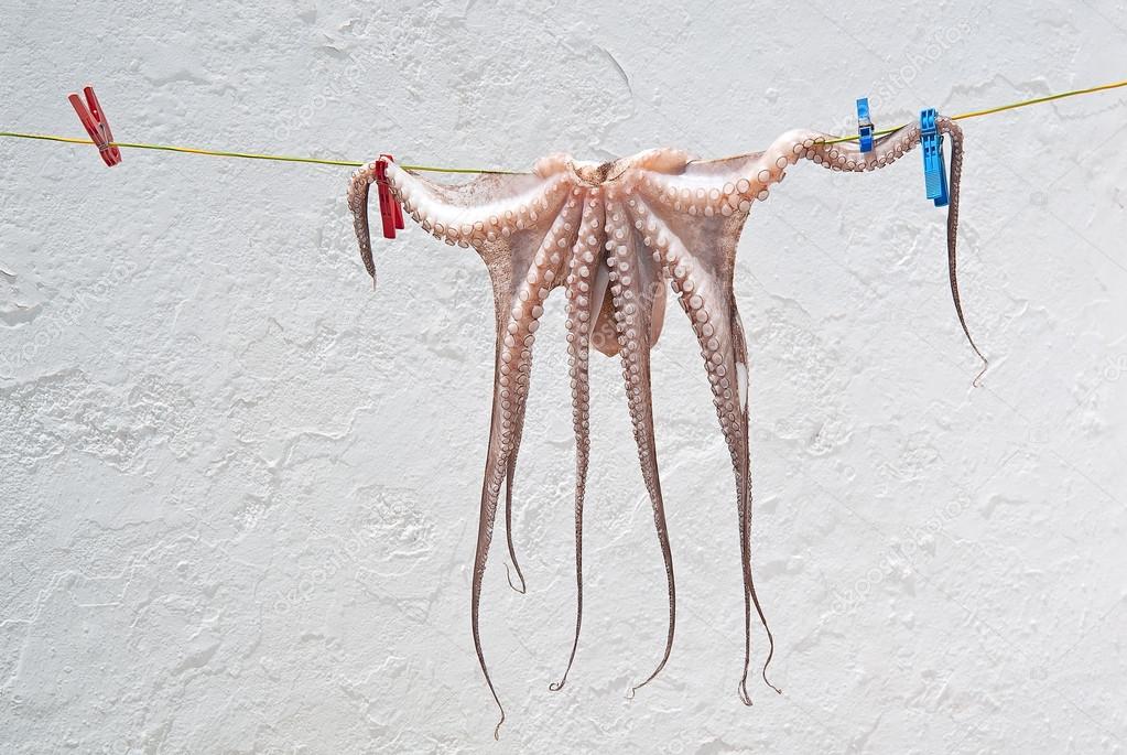 Hanging Octopus