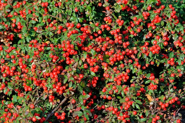 Groundcover Bearberry Cotoneaster Cotoneaster Horizontalis — Stock Photo, Image