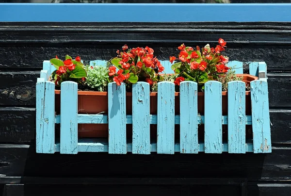 Bina Cephesinde Çiçek Açan Mavi Saksı — Stok fotoğraf
