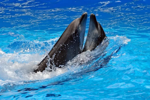 Two Dancing Bottle Nose Dolphins Clear Water — ストック写真