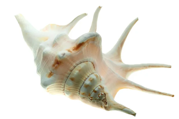 Geïsoleerde Gemarkeerde Tropische Zee Shell Lichaam — Stockfoto