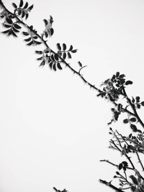 Rume Frost ile kaplı bir gül dalı.