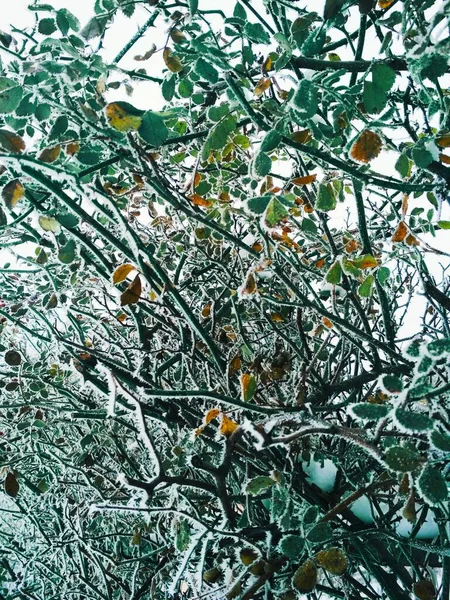 Zweige Von Rosenstrauch Mit Reifglätte Bedeckt — Stockfoto