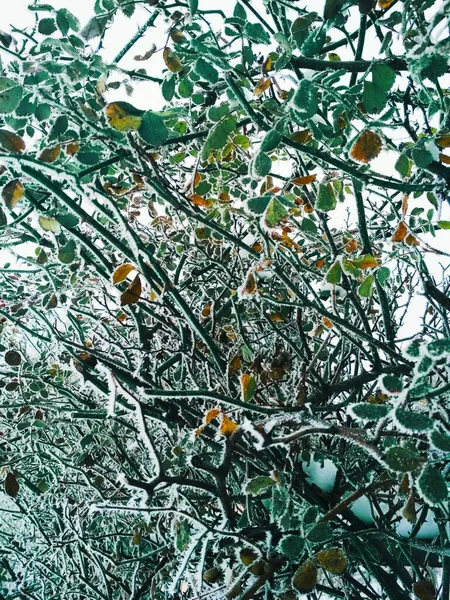 Filialer Ros Buske Täckt Med Rime Frost — Stockfoto