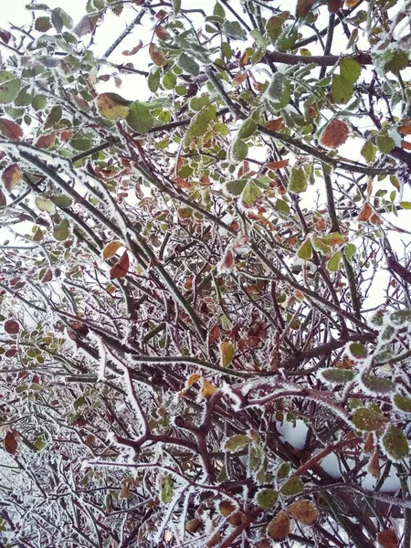 Branches Rose Bush Covered Rime Frost — Zdjęcie stockowe