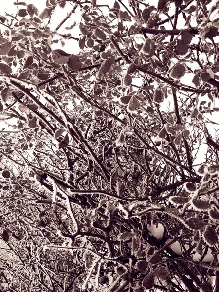Branches Rose Bush Covered Rime Frost — Fotografia de Stock