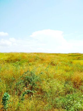 Steppe parlak bir yaz gününde, doğal bir geçmişi var. 