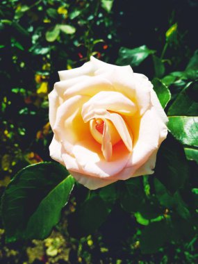 Yumuşak kremalı gül, doğal arkaplan 