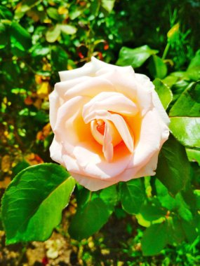 Yumuşak kremalı gül, doğal arkaplan 