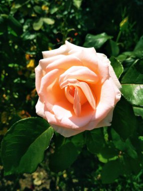 Yumuşak kremalı gül, doğal arkaplan 