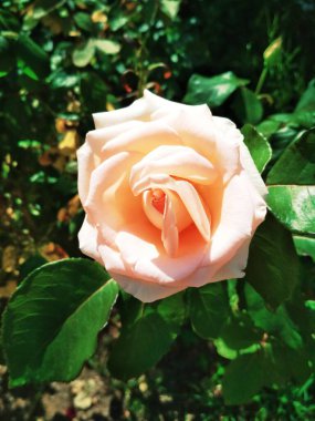 Yumuşak kremalı gül, doğal arkaplan 