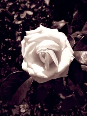 Yumuşak kremalı gül, doğal arkaplan 