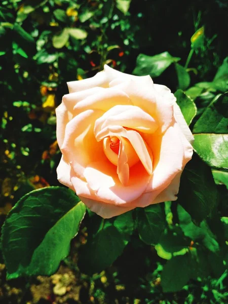 Krucha Kremowa Róża Naturalne Tło — Zdjęcie stockowe