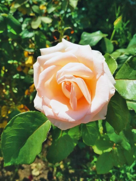 Tender Creamy Rose Natural Background — Stock fotografie