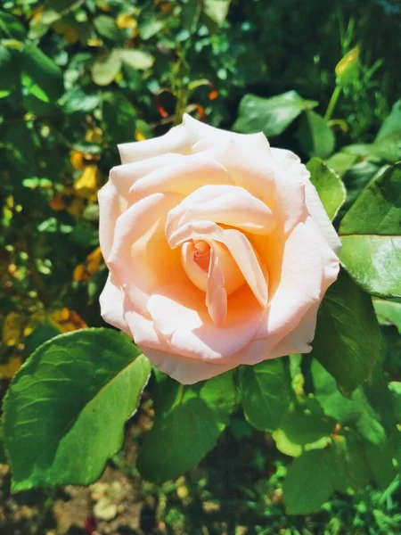 Tender Creamy Rose Natural Background — Stockfoto