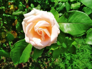 Yumuşak kremalı gül, doğal arkaplan 