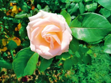 Yumuşak kremalı gül, doğal arkaplan 