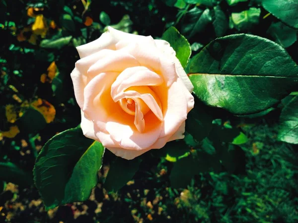 Tender Creamy Rose Natural Background — Foto Stock