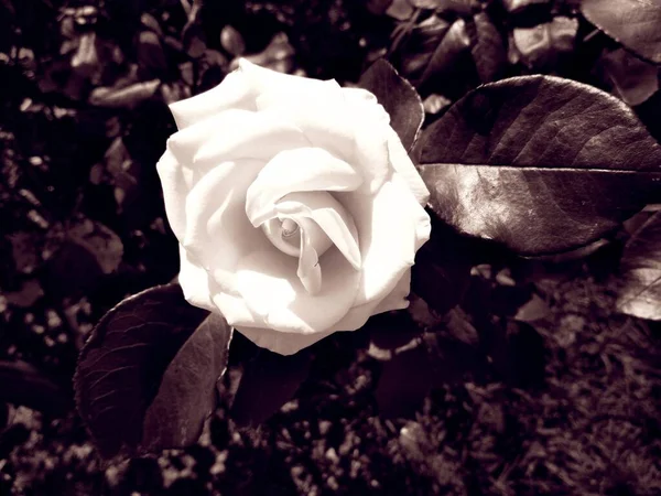 Ніжна Кремова Троянда Природний Фон — стокове фото