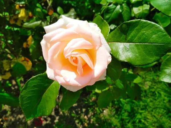 Tender Creamy Rose Natural Background — Stock fotografie
