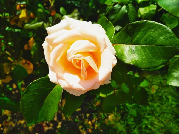 Zarte Cremige Rose Natürlicher Hintergrund — Stockfoto