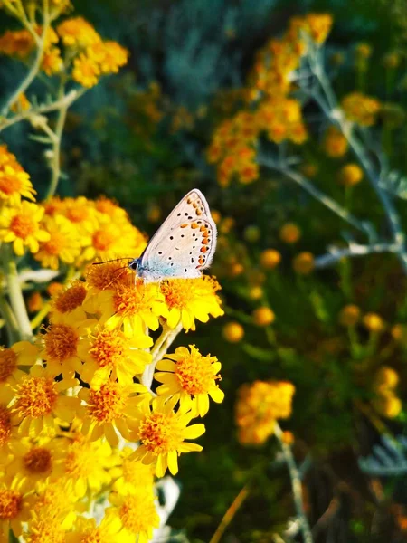 Painted Lady Small Yellow Flowers — Photo
