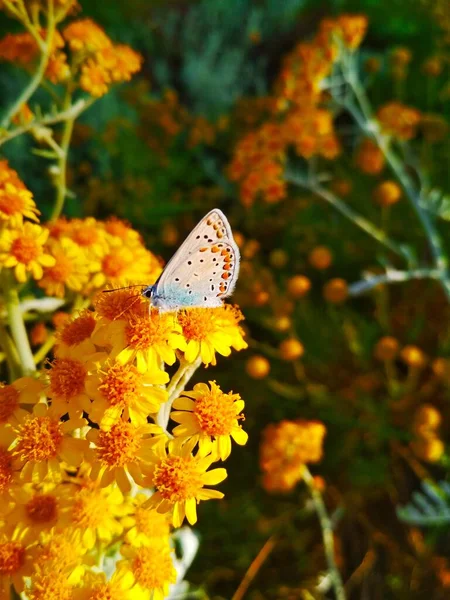 Painted Lady Small Yellow Flowers — Stockfoto