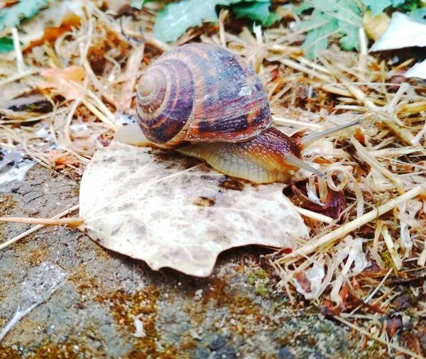 Snail Sitting Leaf Natural Background — Fotografia de Stock