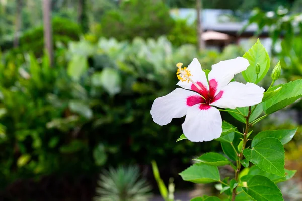 Hibiscus Flor Blanca Jardín —  Fotos de Stock