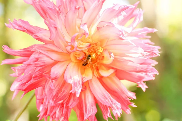 Closeup Bee Pink Flower — Foto Stock