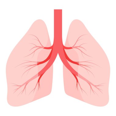 Beyaz arkaplanda ciğer simgesi izole edildi