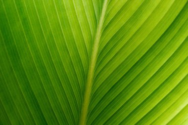 Yeşil yaprak dokusu arka plan, tropikal yaprak yeşillik arka plan