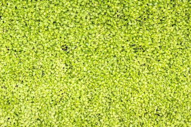 Arkaplan için yeşil yapraklar