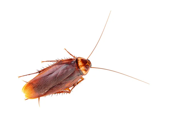 Kakkerlak Geïsoleerd Witte Achtergrond — Stockfoto