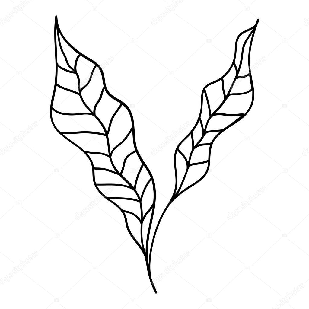 Leaves line drawing art. Minimal botanical art