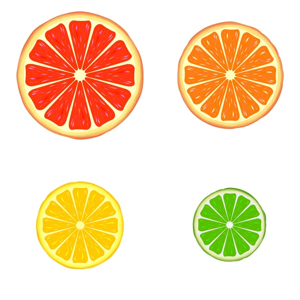 Citrusvruchten — Stockvector