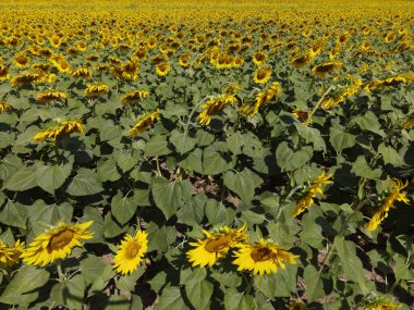 Mavi gökyüzünün arka planında çiçek açan güzel ayçiçeği tarlası.