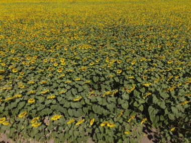 Mavi gökyüzünün arka planında çiçek açan güzel ayçiçeği tarlası.