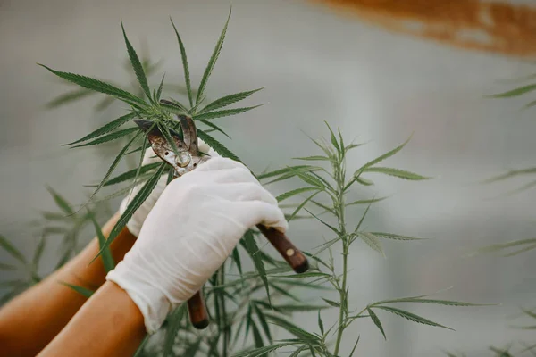 Expert Scientist Gloves Tree Pruning Cannabis Plants Greenhouse Concept Herbal — 스톡 사진